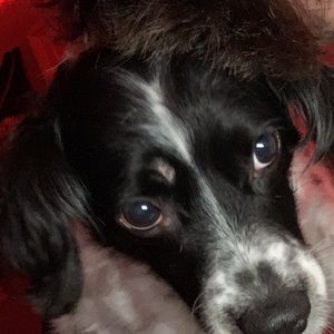 Meet your Posher, Benjamin